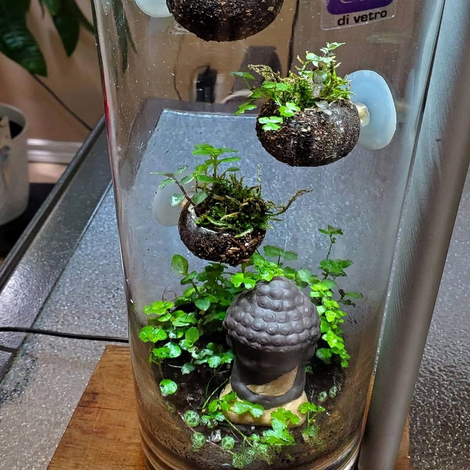 Cylindrical glass terrarium with pebble floor and aquatic plants