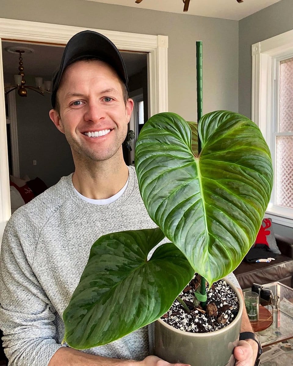cutting planted in potting soil