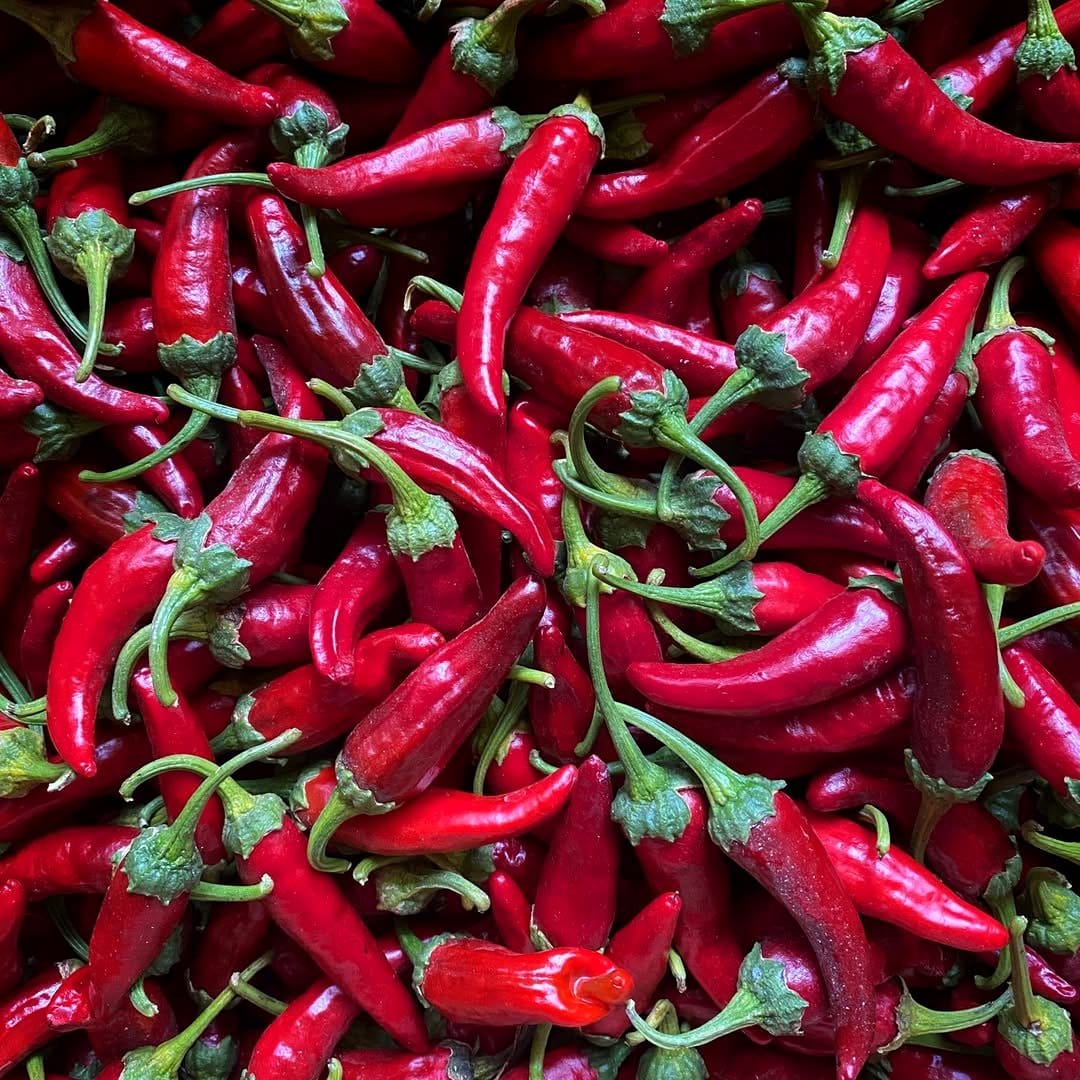 bright red chili peppers on plant
