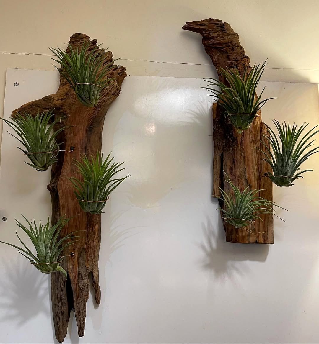Driftwood and copper pipe plant display