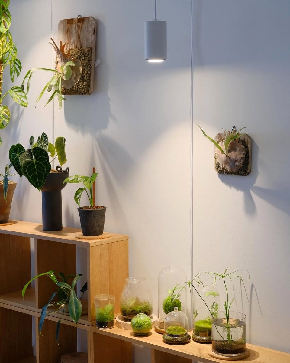 multi-level shelf with plants