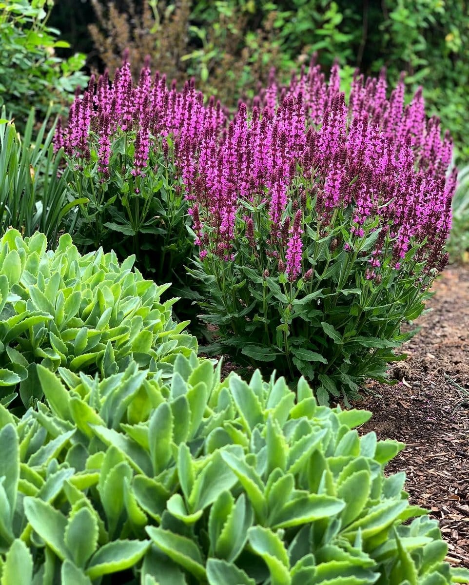 pink sedum blossoms on succulent foliage