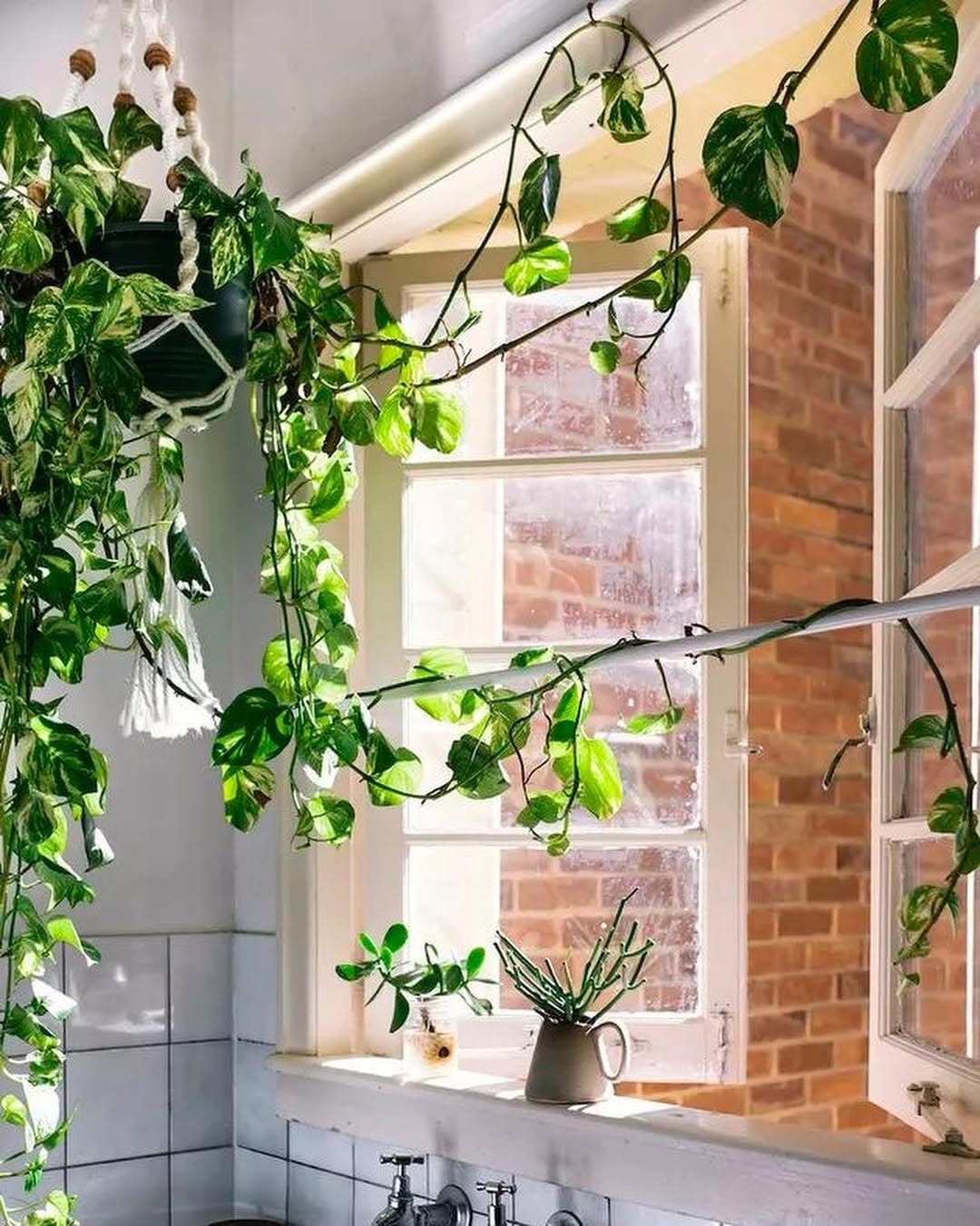 Trailing pothos in glass jar