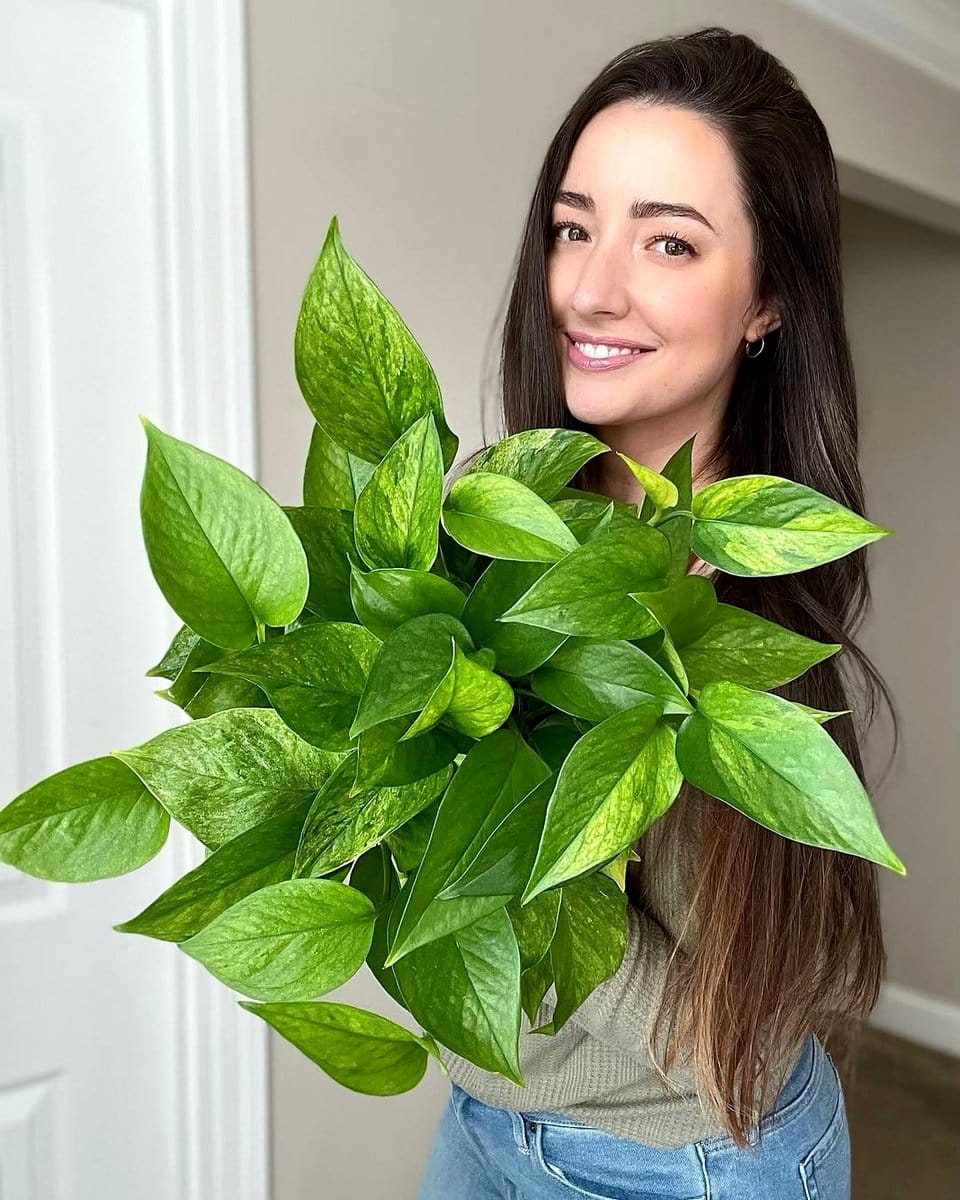 Variegated philodendron and pothos