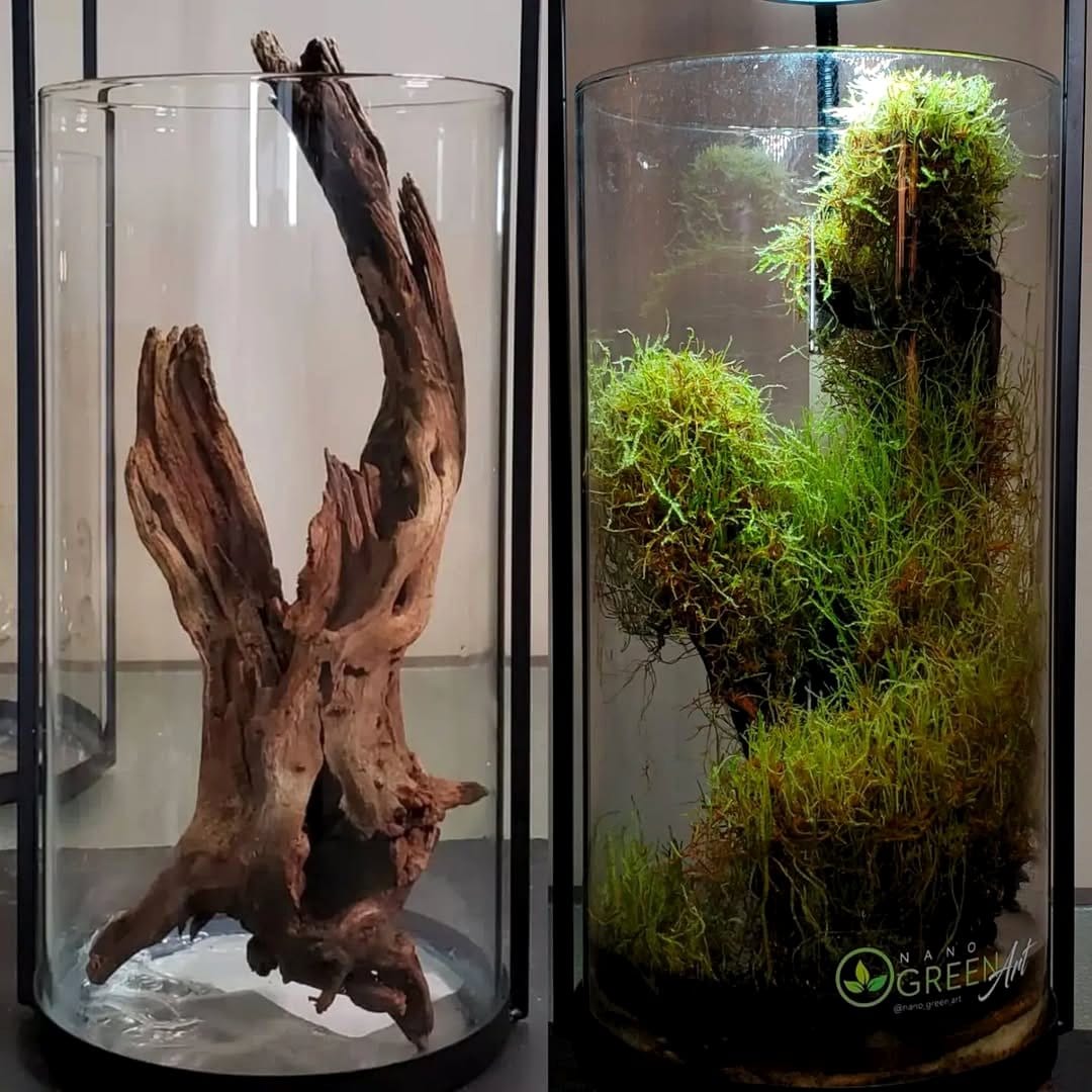 driftwood covered with different moss types
