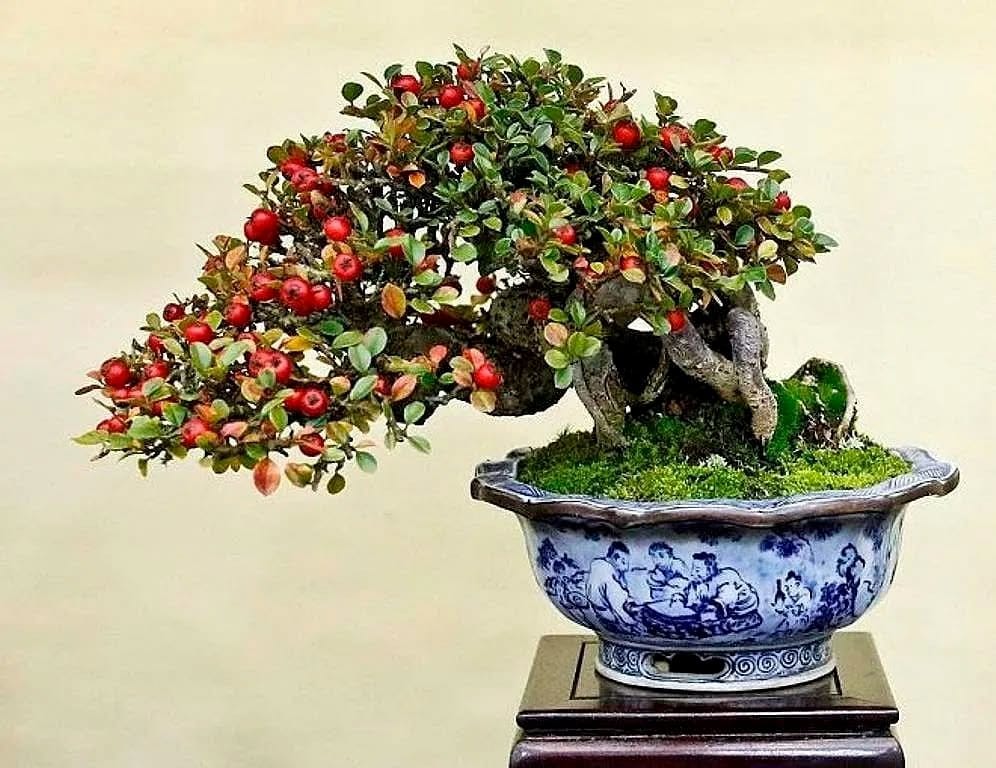 Cotoneaster bonsai with red berries
