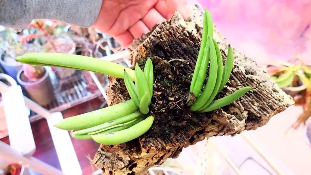 Pleurothallis Rostrata in bloom