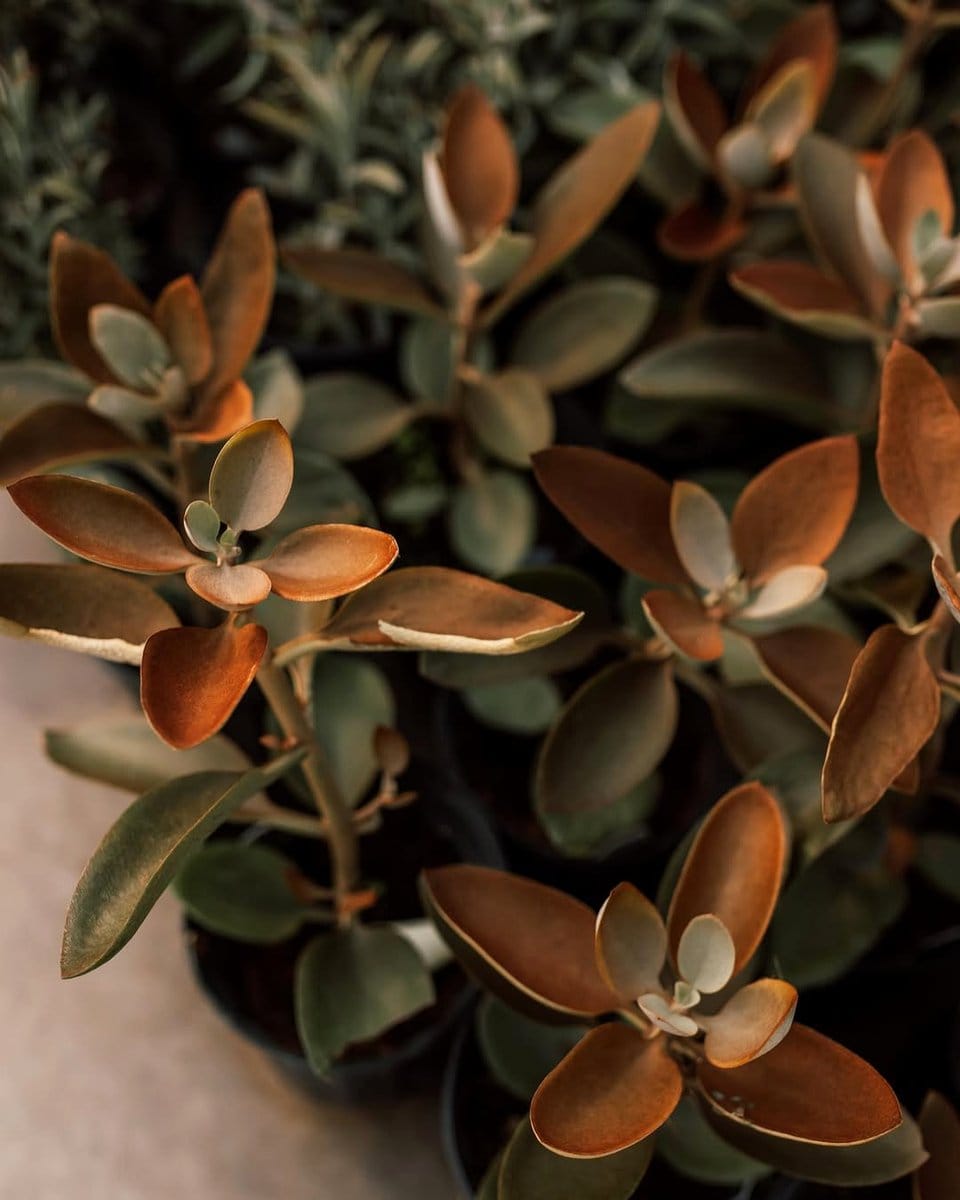 copper spoons in sunlight