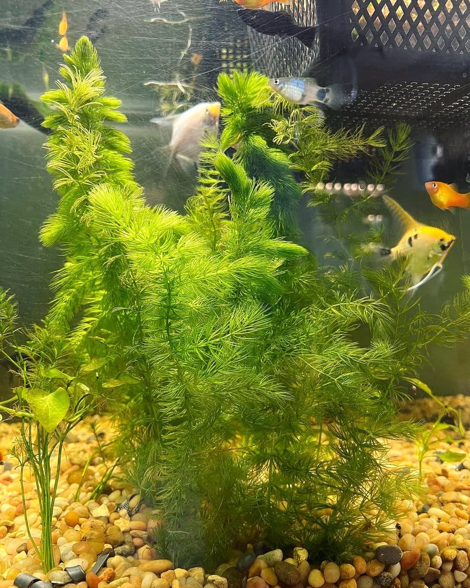 hornwort in glass tank