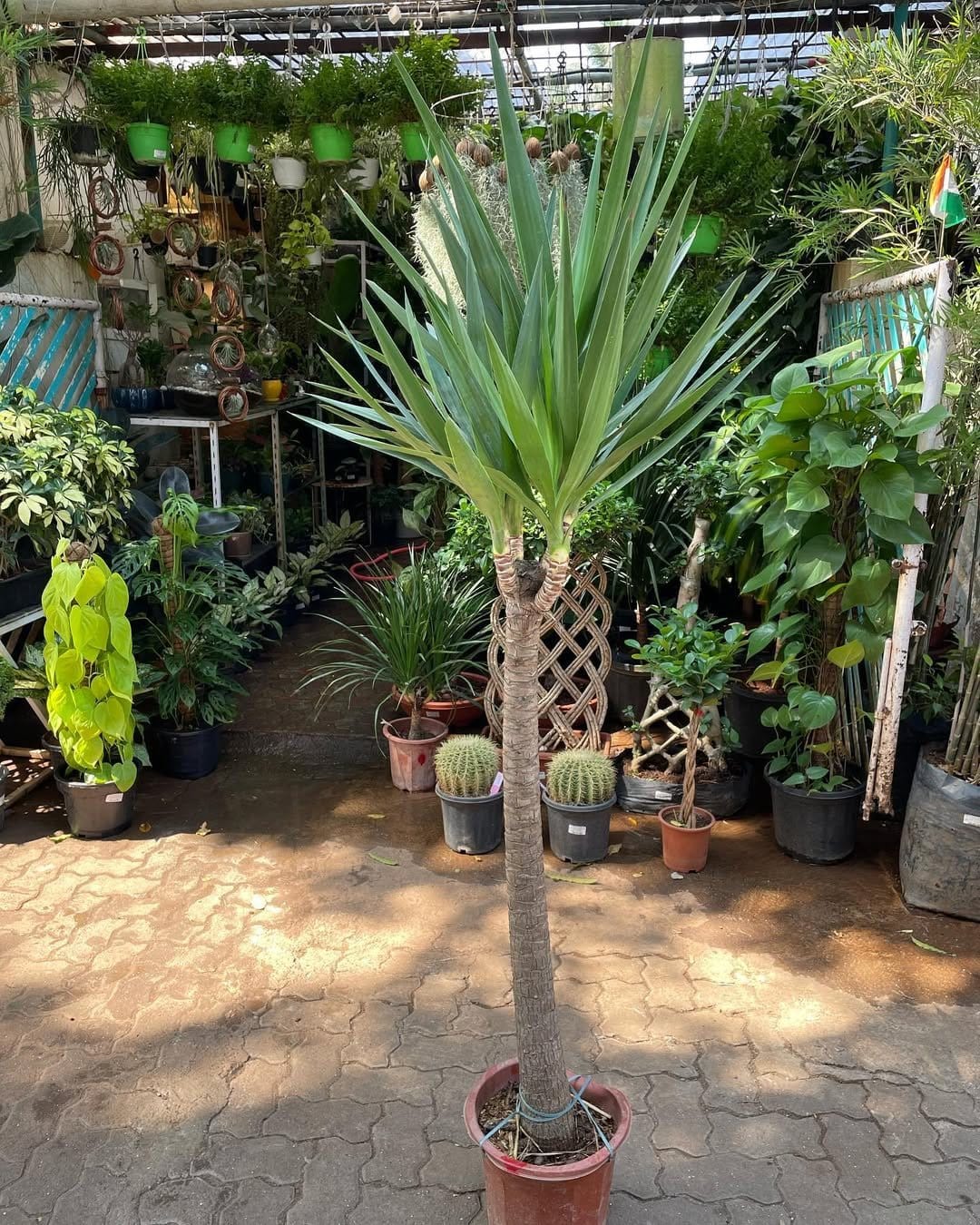 Hardy yucca in rustic clay pot