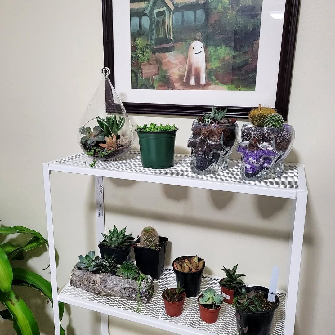 Chrome terrarium plant shelf with LED lighting