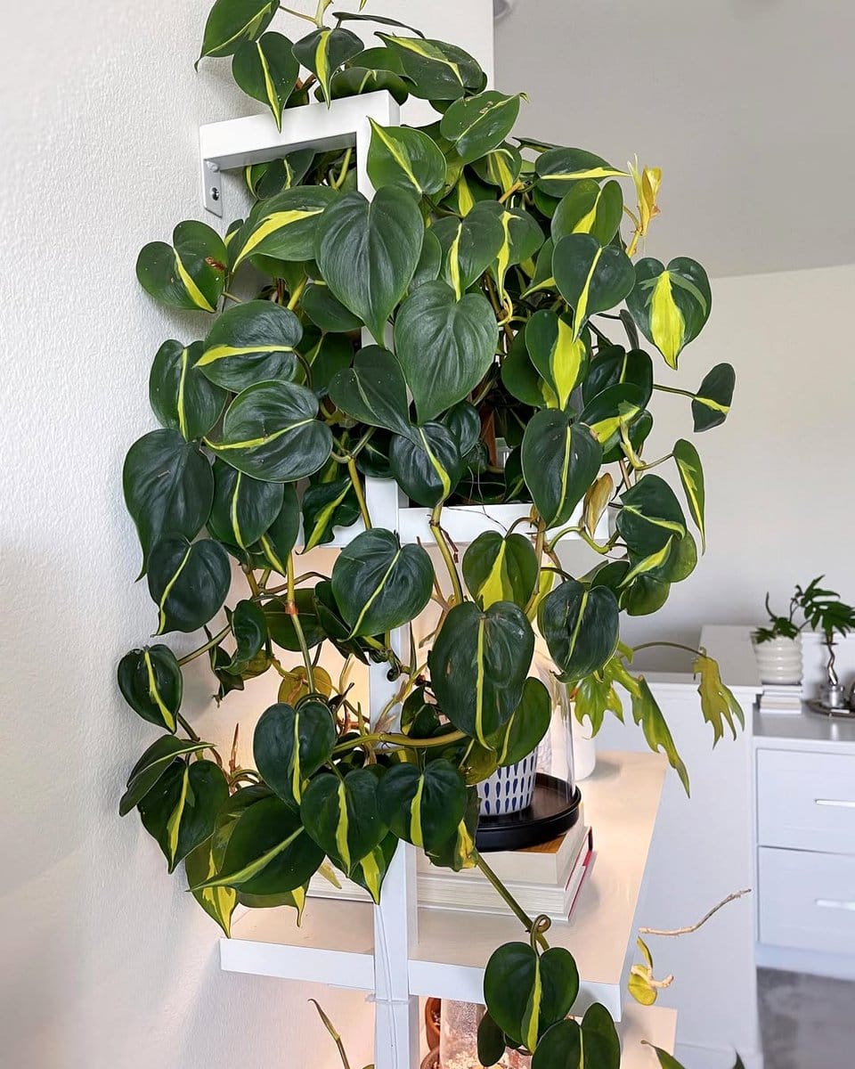 philodendron brasil trailing from shelf