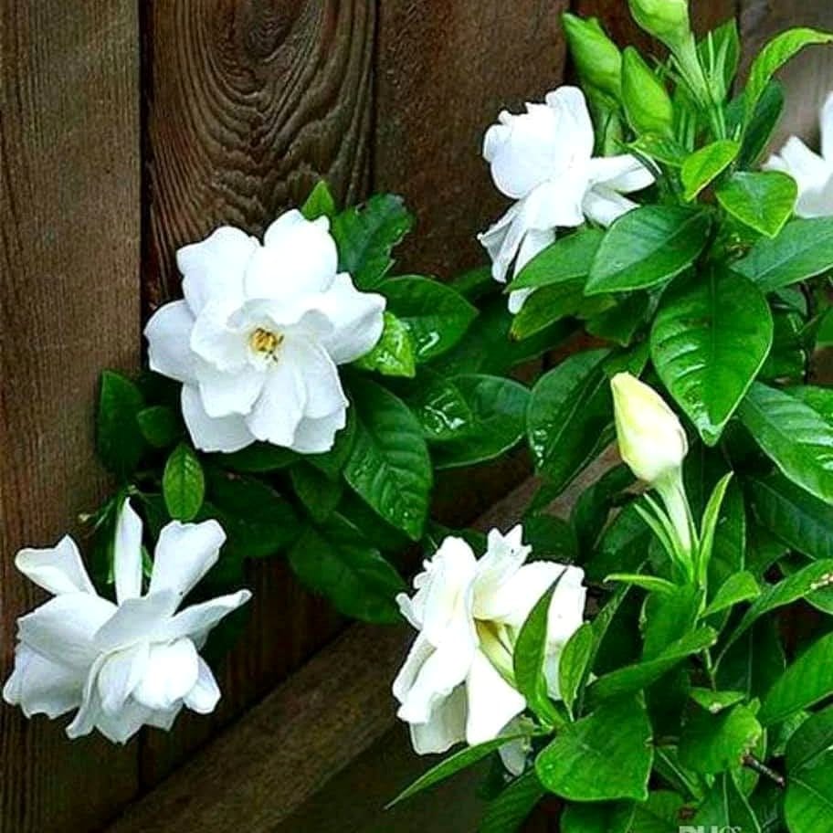 Gardenia plant with fragrant white flowers