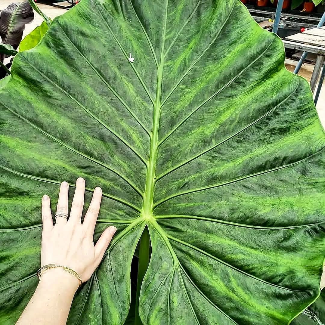 alocasia plants on patio
