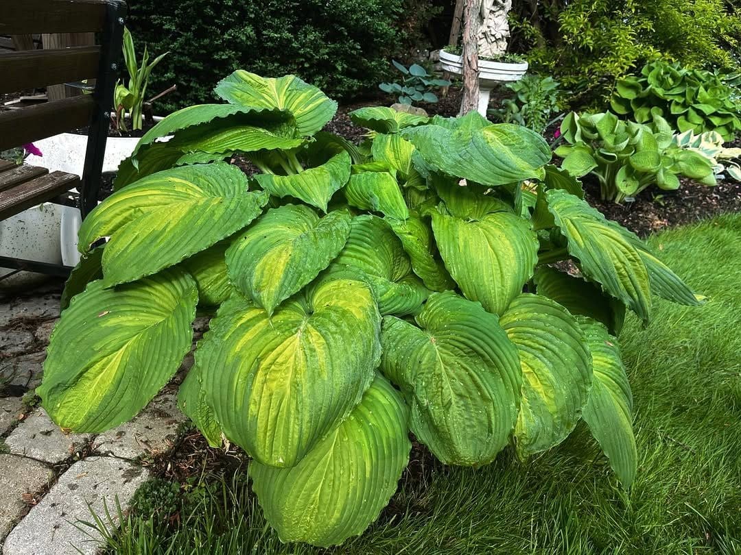Hosta with large leaves in shade