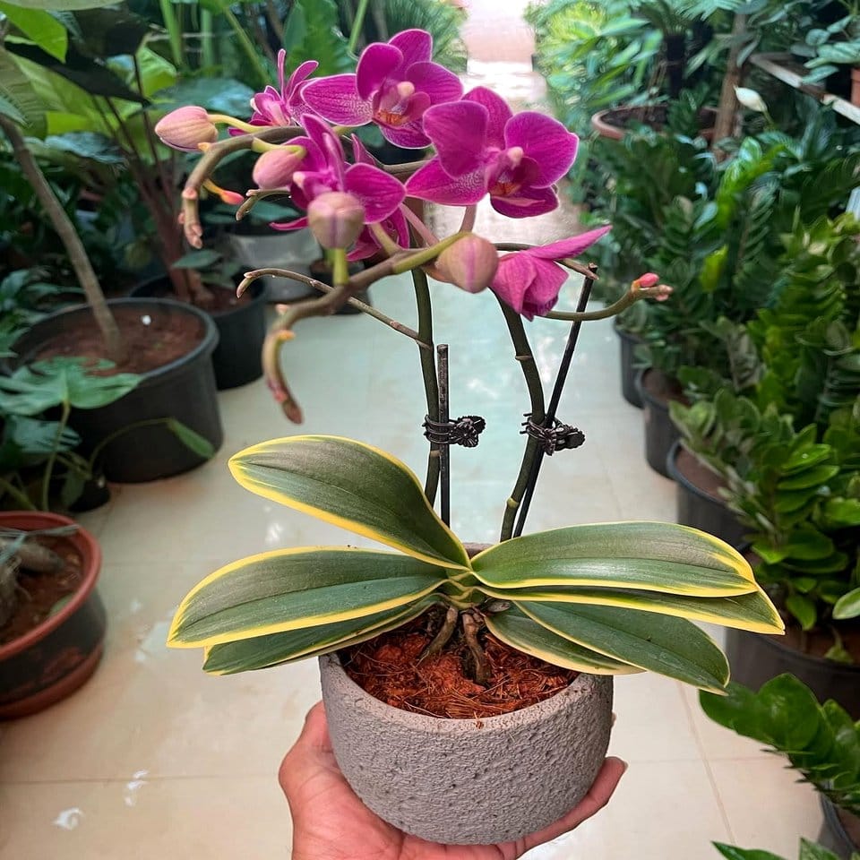 Jewel-toned orchid cluster in Persian design