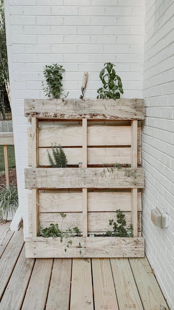 wooden pallet with herbs