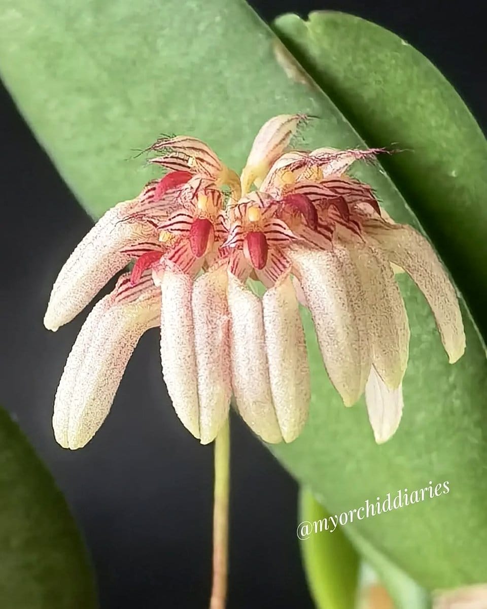 tiny Bulbophyllum Ambrosia with fragrant blooms