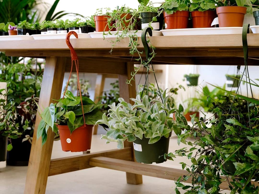 hanging ladder with herbs