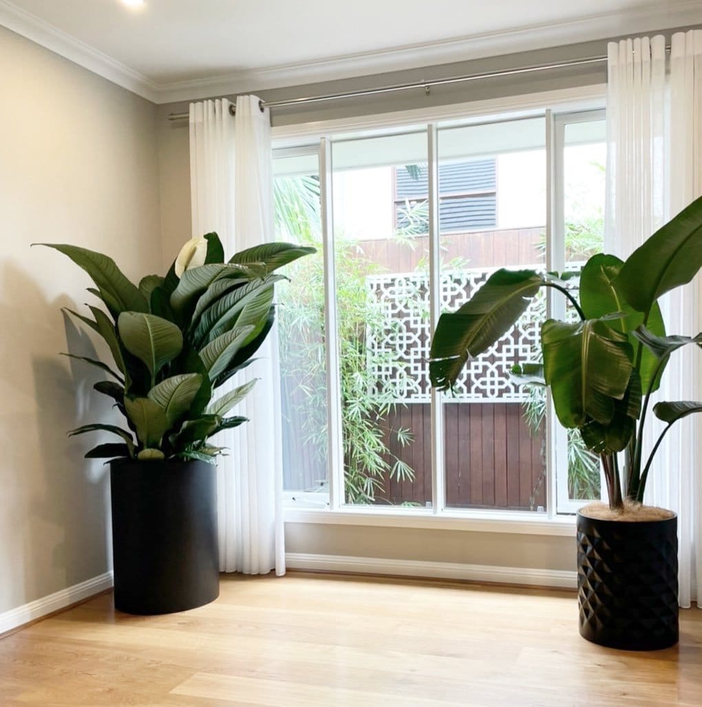 Peace lily in matte black pot