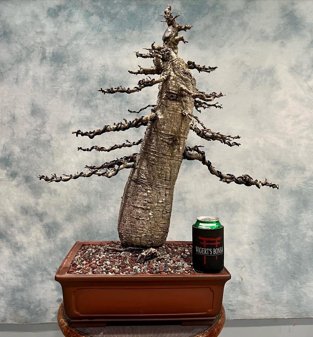 bonsai artist pruning tree