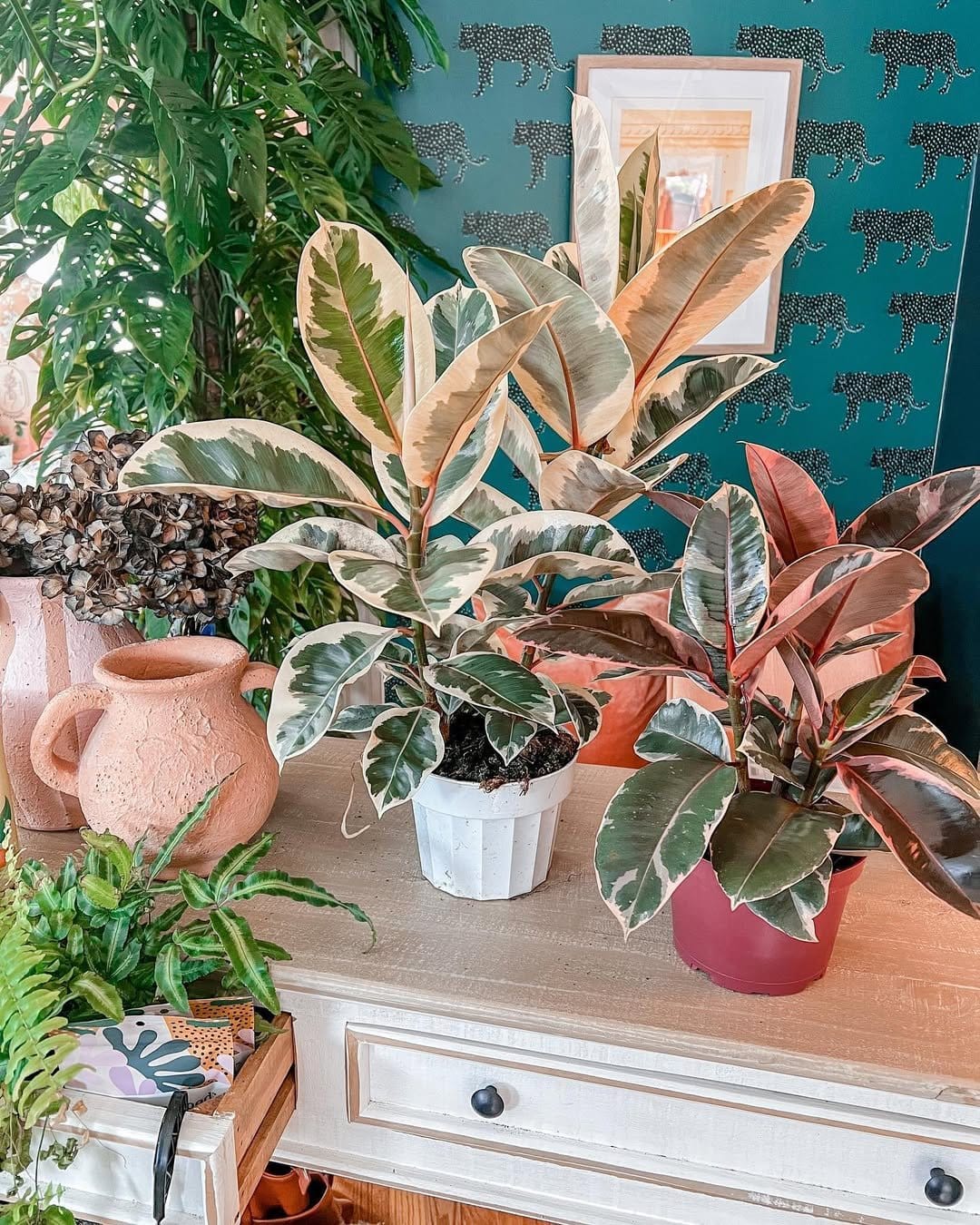 Petite rubber fig in geometric planter