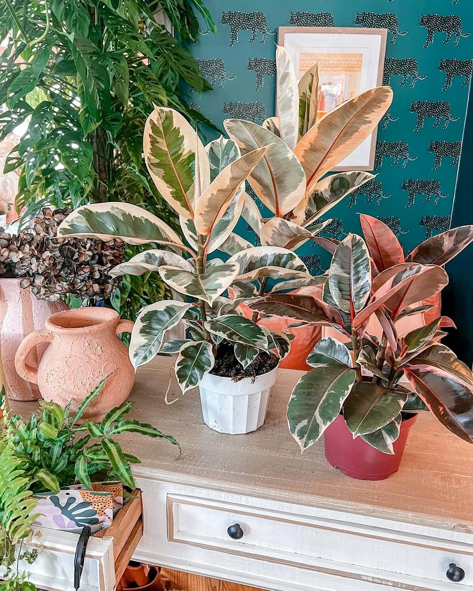ficus elastica tineke on wooden table