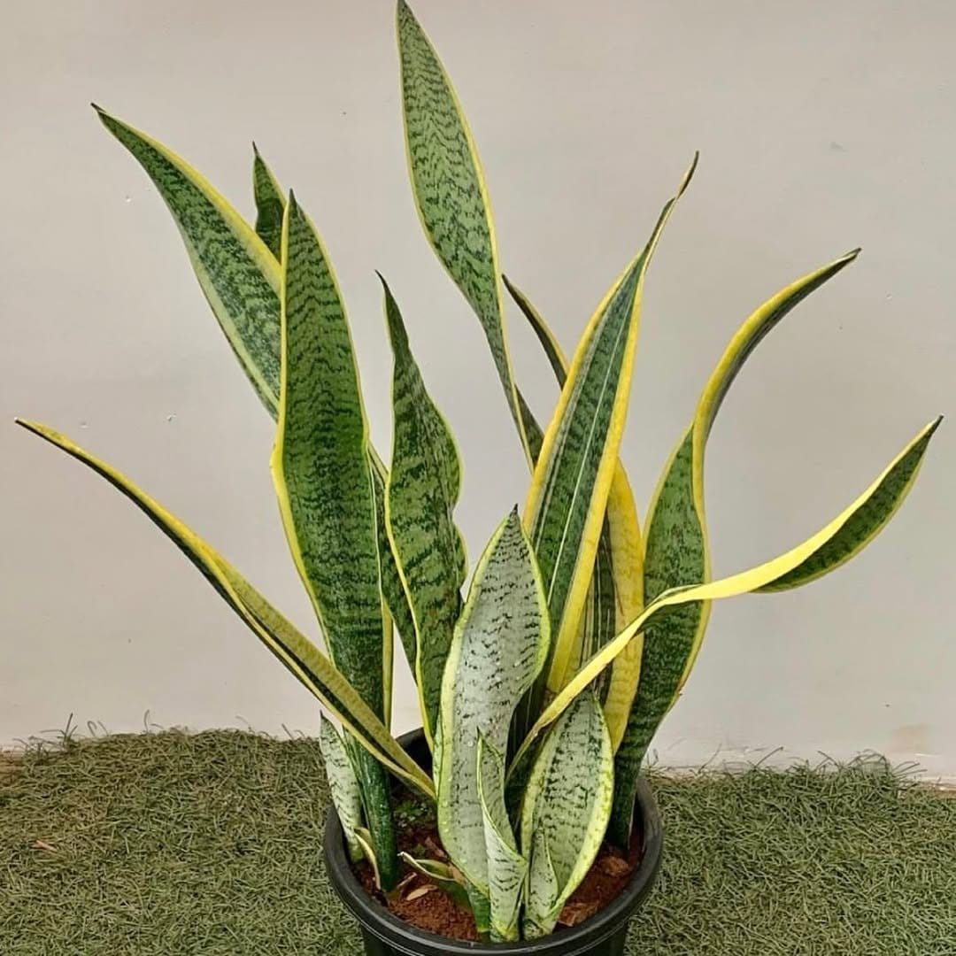 Elegant snake plant on wooden corner shelf