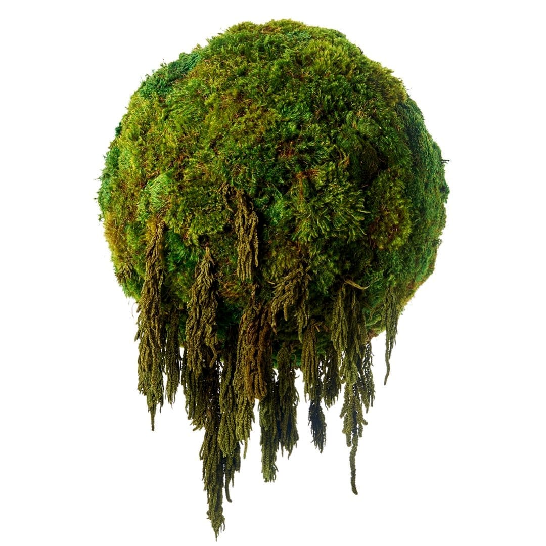 Intricate jewelry display with glowing moss