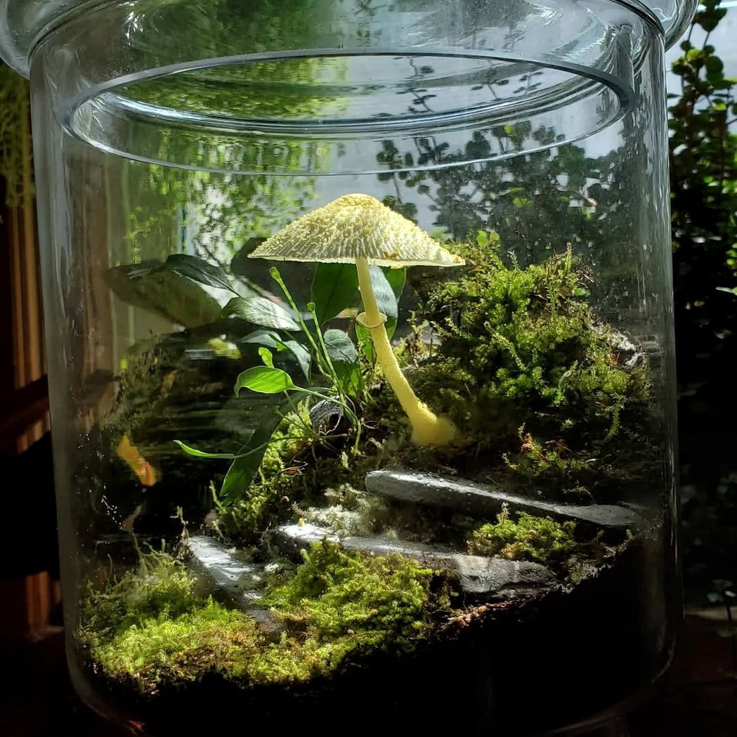 Twinkling fairy lights amongst moss and mushrooms