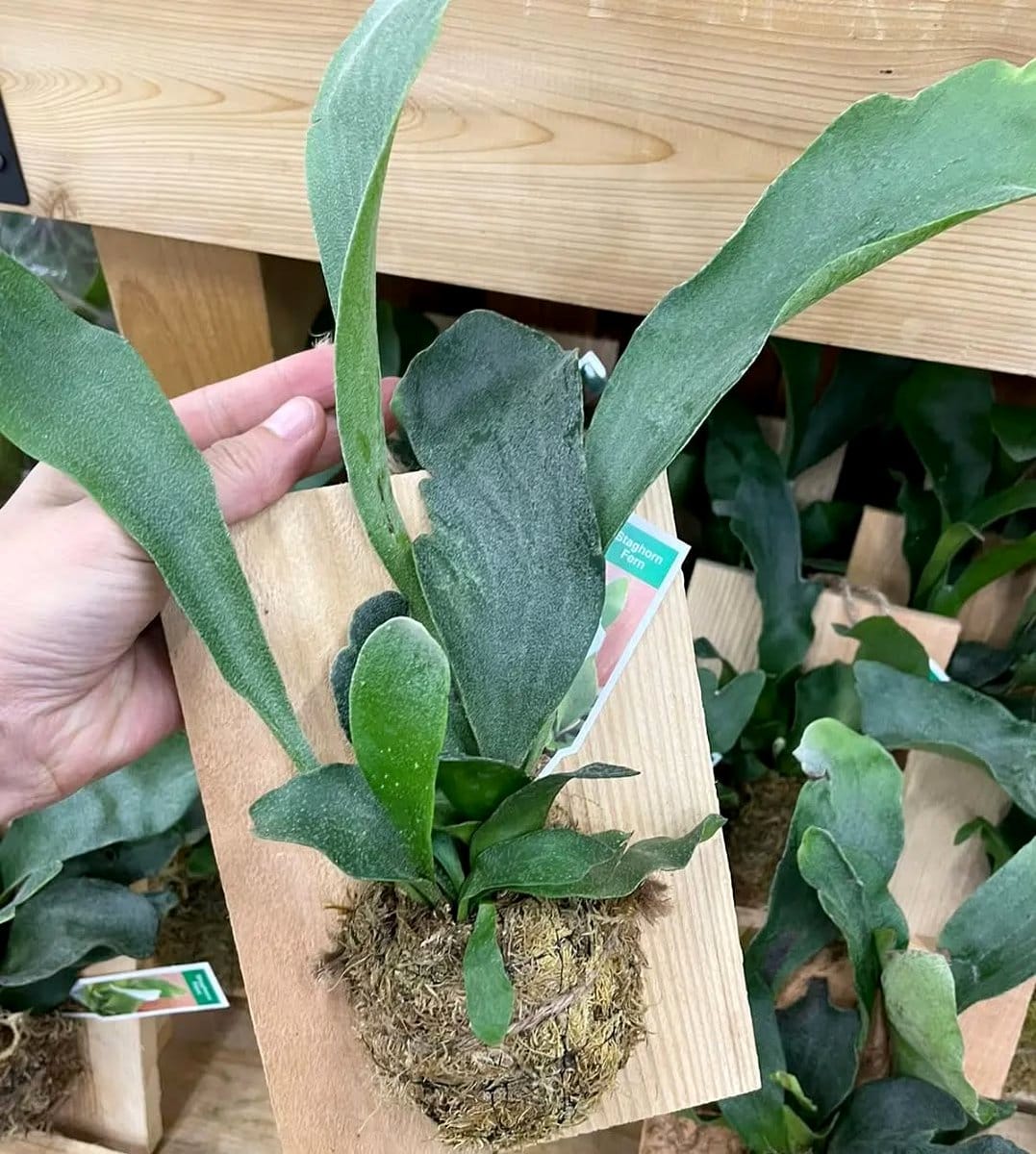 mounted staghorn fern on wall