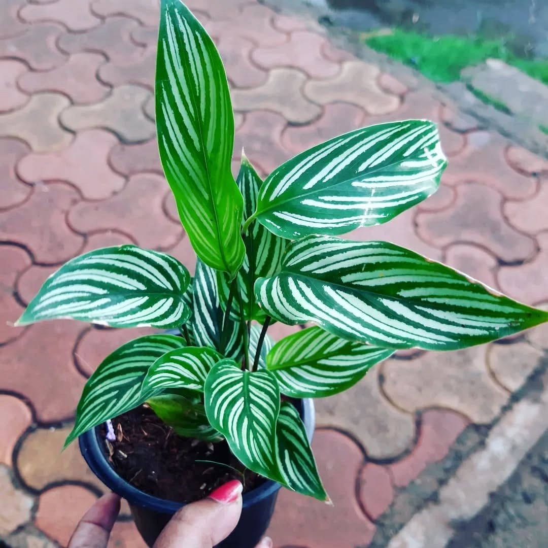 calathea plant with striped leaves