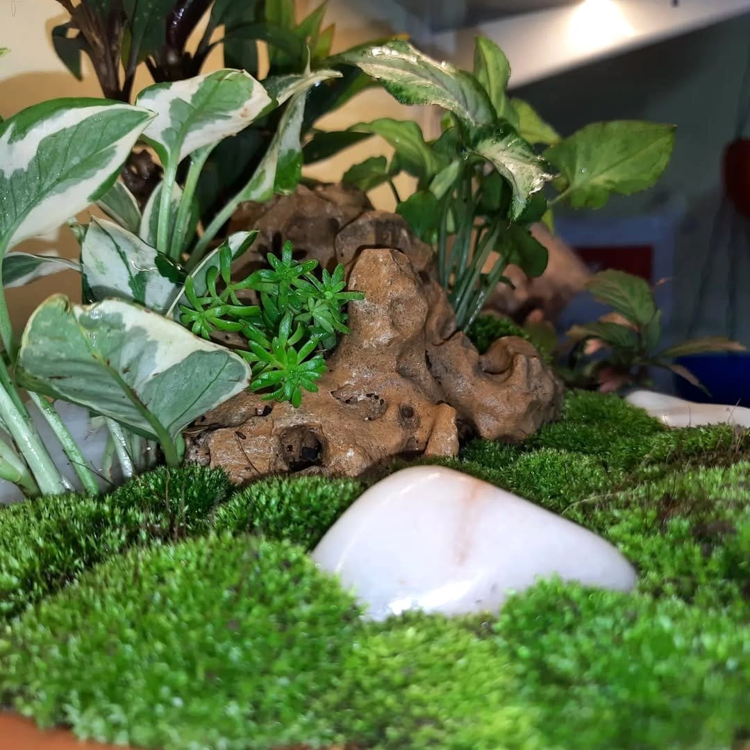 Miniature fairy picnic setup with moss