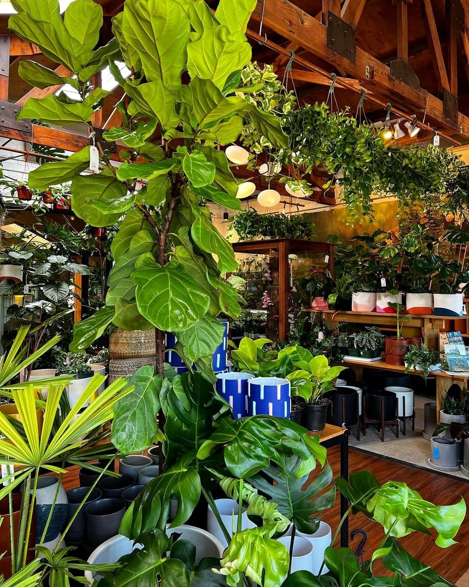 indoor greenhouse shelves with rare fig trees