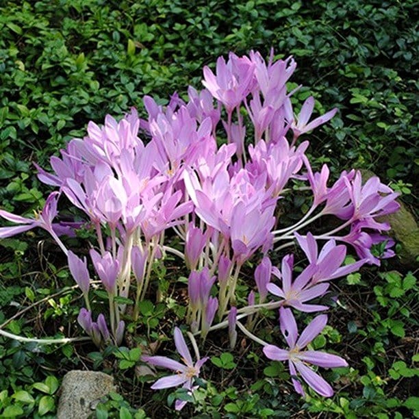 purple autumn crocus in bloom