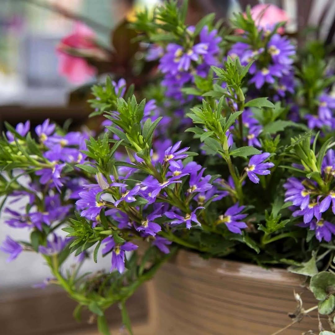 blue scaevola flowers in basket