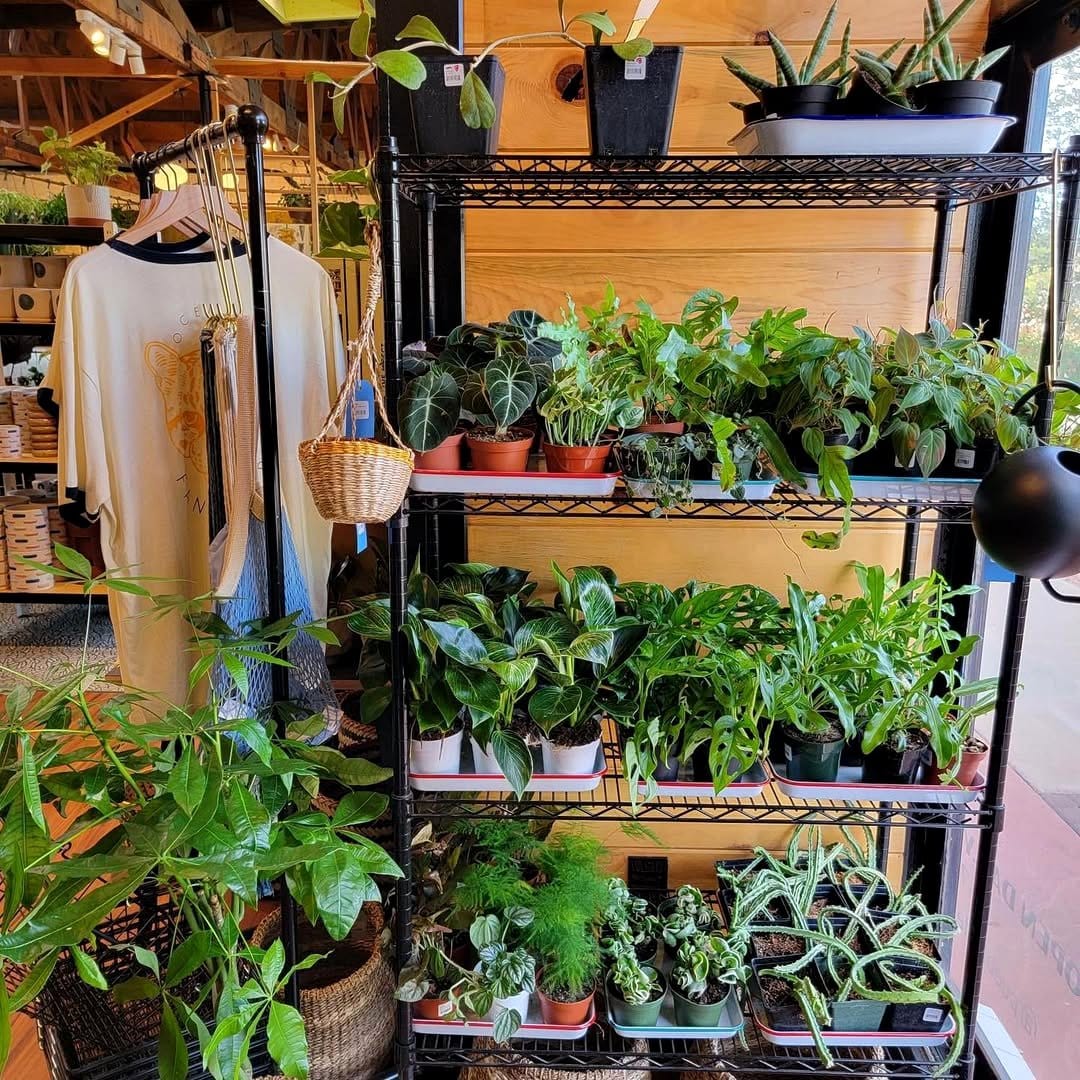 staggered plant stands with succulents
