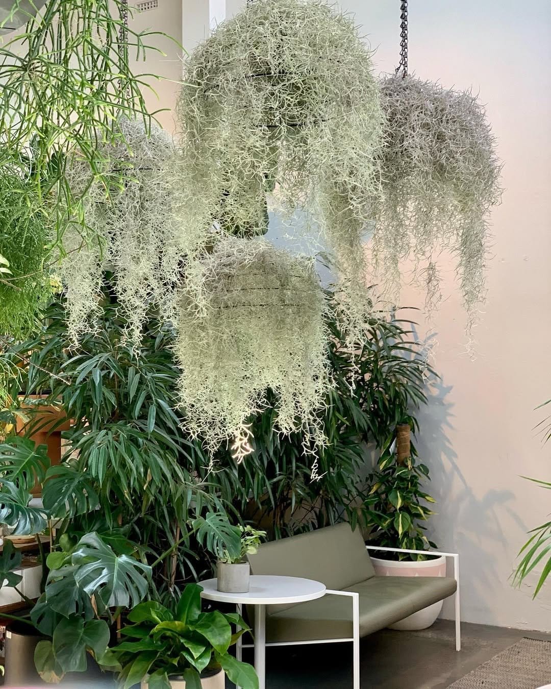 Air plants in airy macrame hangers