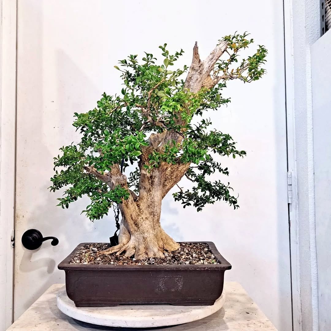 Boxwood bonsai with dense foliage