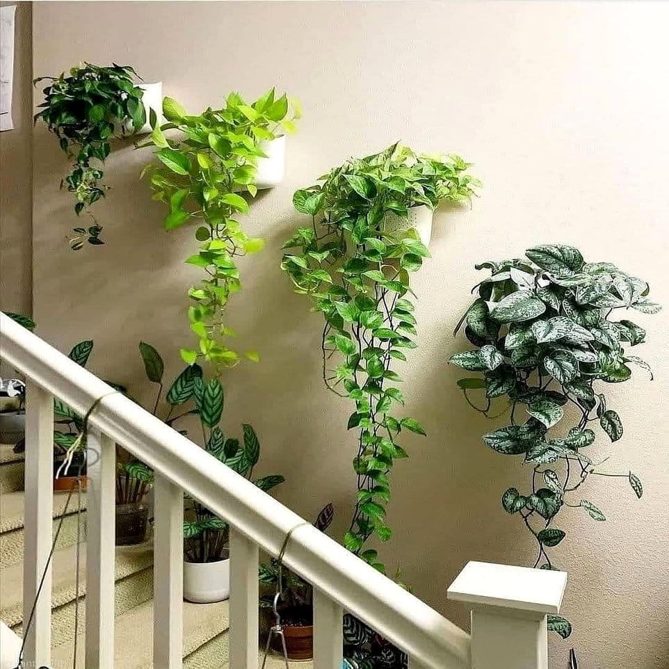 Elegant jade plant display on a spiral staircase