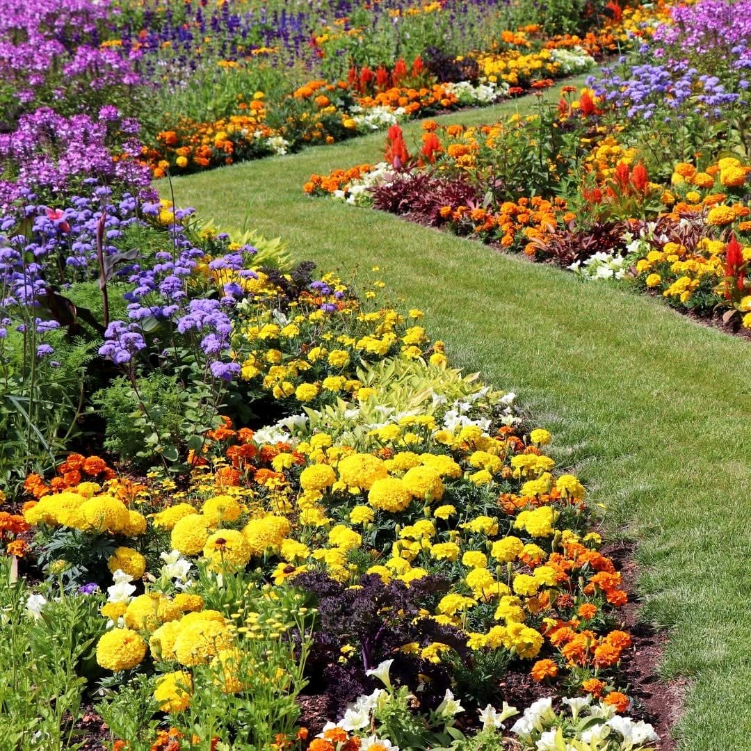 Vegetable garden bordered with wildflowers