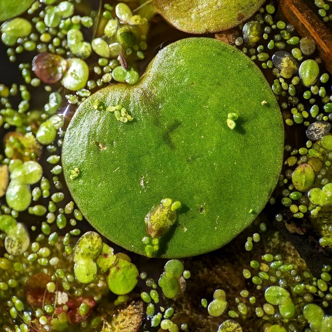 frogbit in aquarium top view