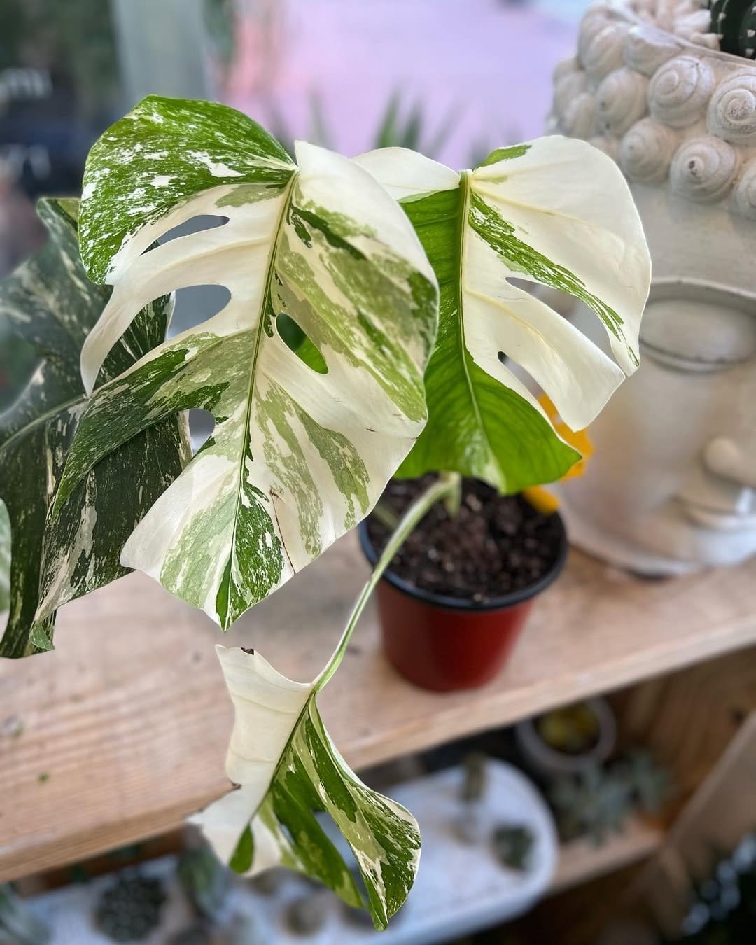 Healthy monstera in chic ceramic pot
