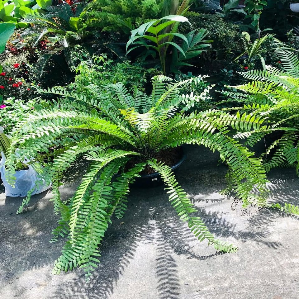 Nautical rope hanging garden with lush ferns