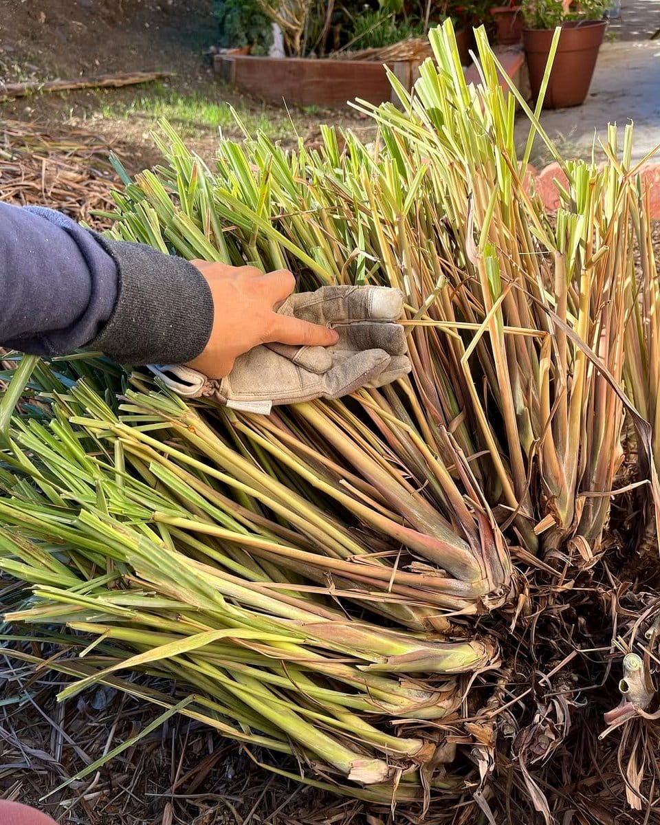 lemongrass stalks in garden