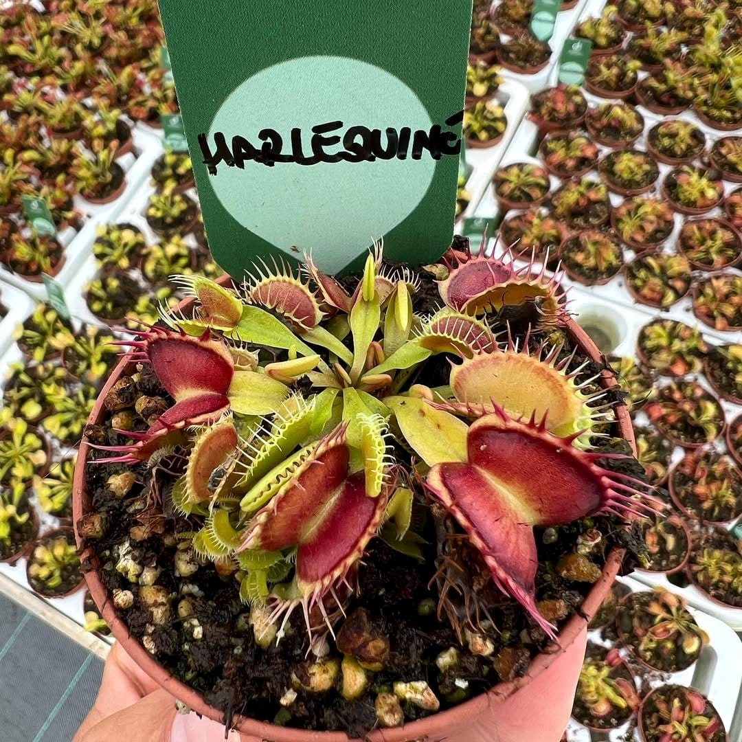 Harlequin patterned mask next to a succulent garden