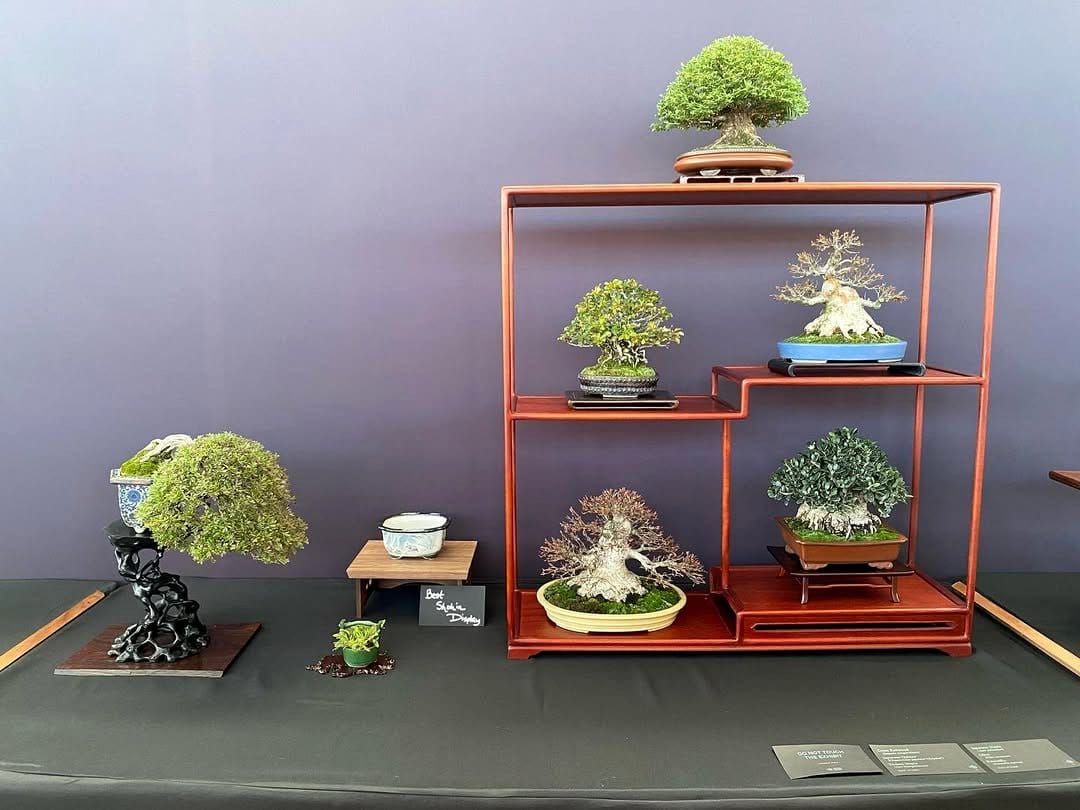 bonsai on display shelf