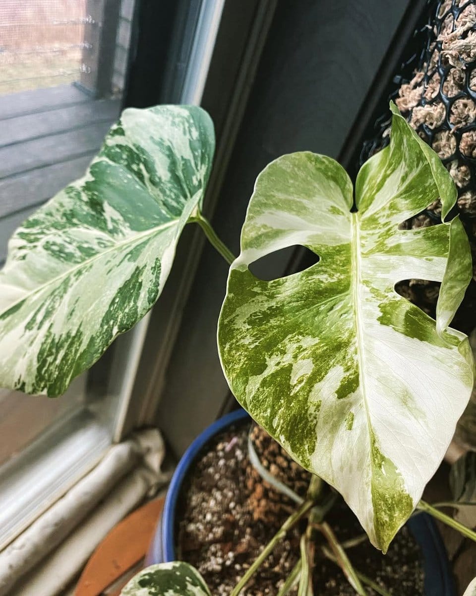 driftwood with monstera leaves