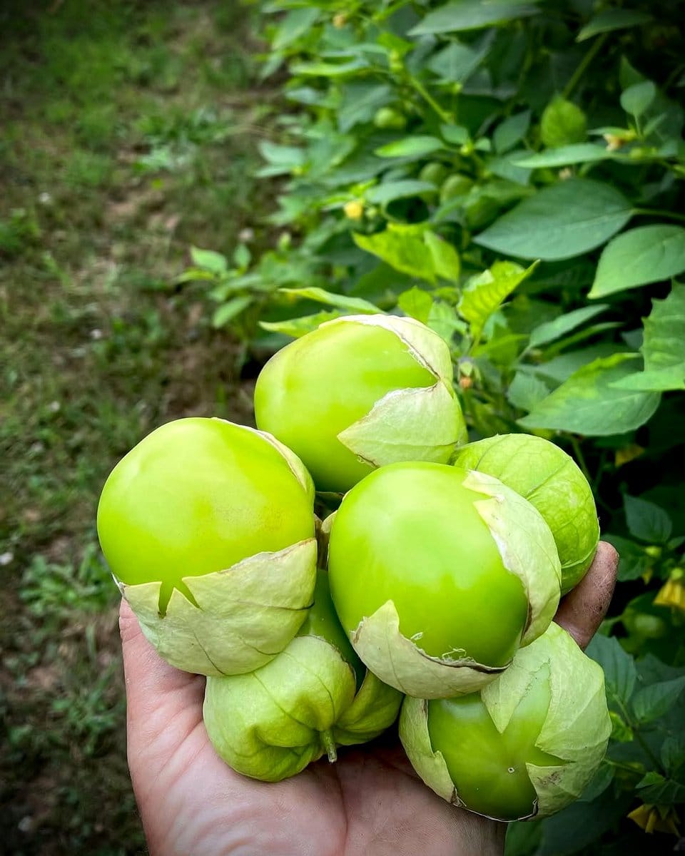 green tomatillos on plant