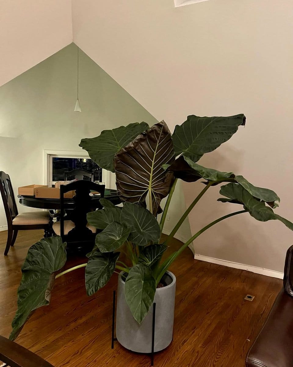 metal plant stand with rare alocasias